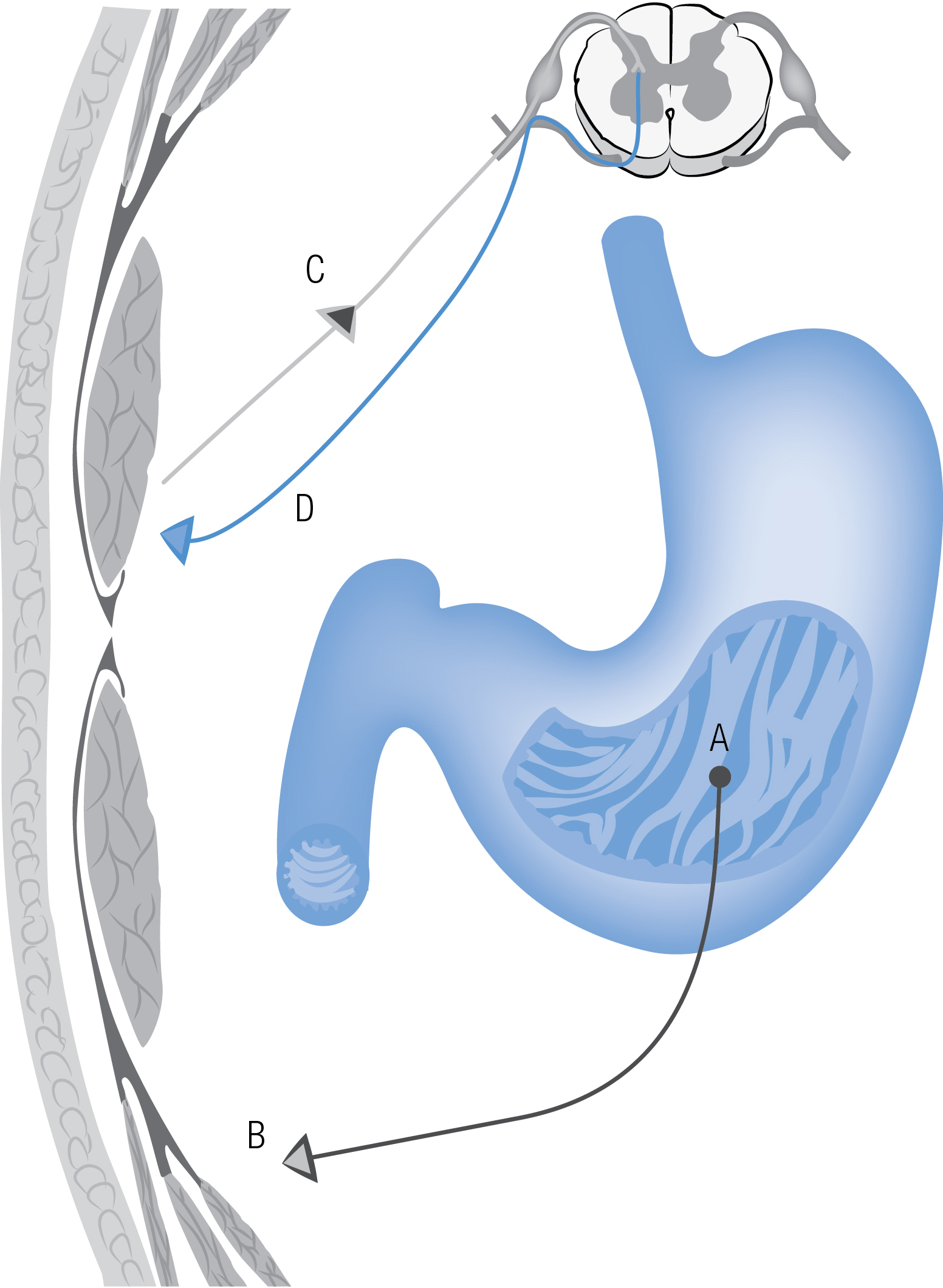 PERITONEO Y CUADRANTES DEL ABDOMEN