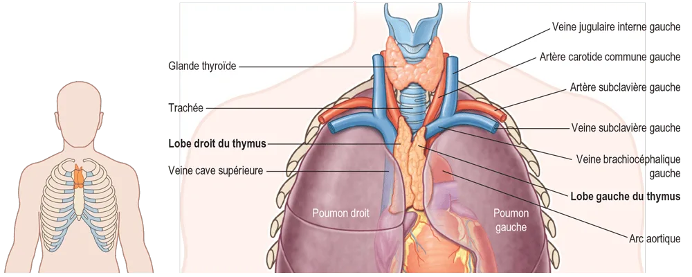 Figure 6.10 Thymus et structures voisines chez l'adulte