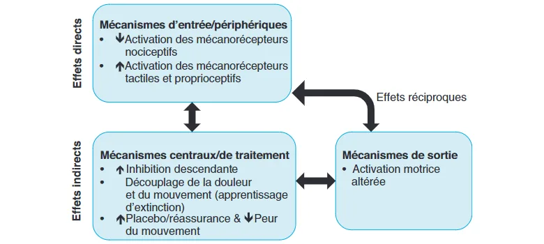 Résumé de certains des effets directs et indirects des MWM