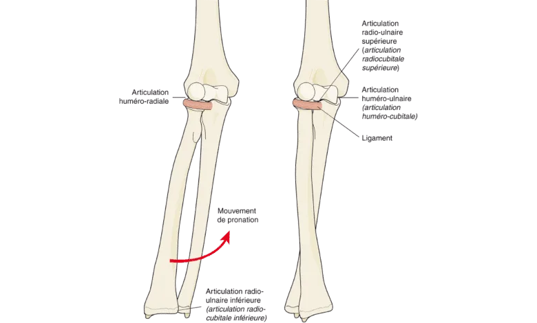 Les articulations du coude et les mouvements de pronation-supination. La supination est le mouvement inverse de la pronation