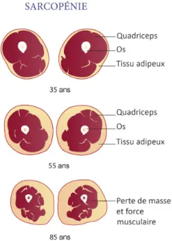 Figure 1. Les effets du vieillissement sur les organes.