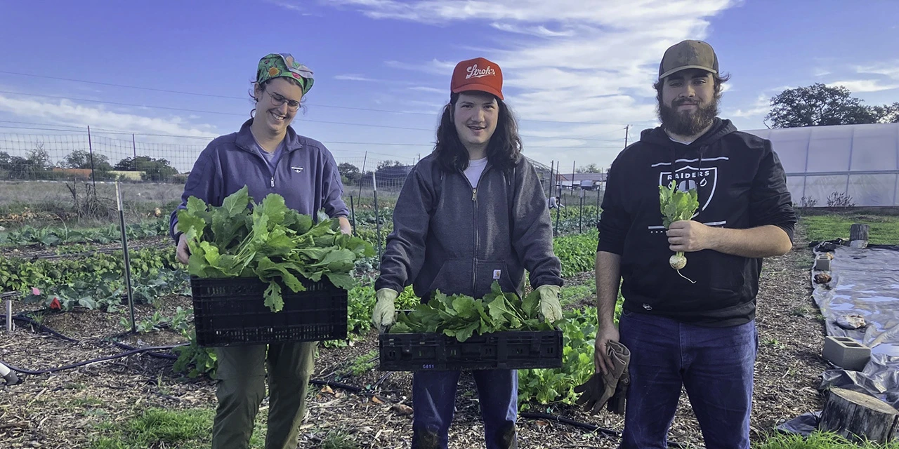 Agricultural Sciences students Molly Brown, Sid Frank and Luke Orona harvest vegetables while experientially learning about horticulture and soil science at Texas State University’s Bobcat Farm. (Photo by Nicole Wagner)