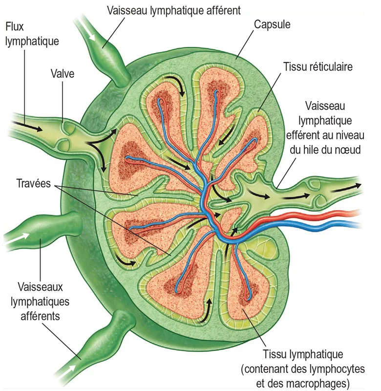 Coupe d'un nœud lymphatique. Les flèches indiquent les directions du flux lymphatique.