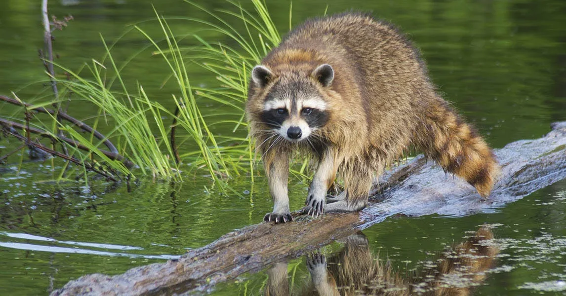 Raccoons are the most commonly reported rabid animal in the United States. (Photo © istock.com/Betty4240)