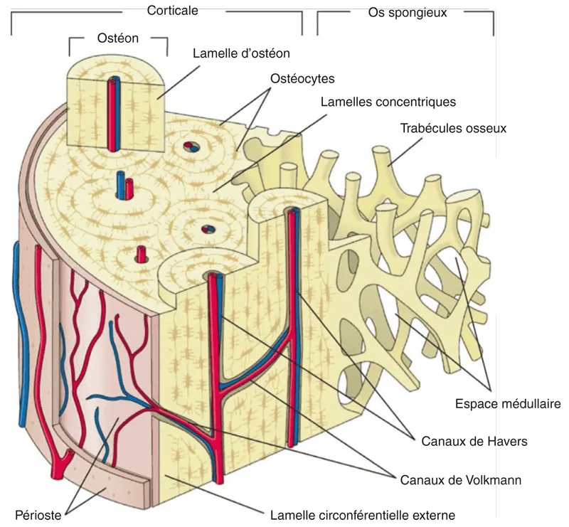 Formation d'un os lamellaire