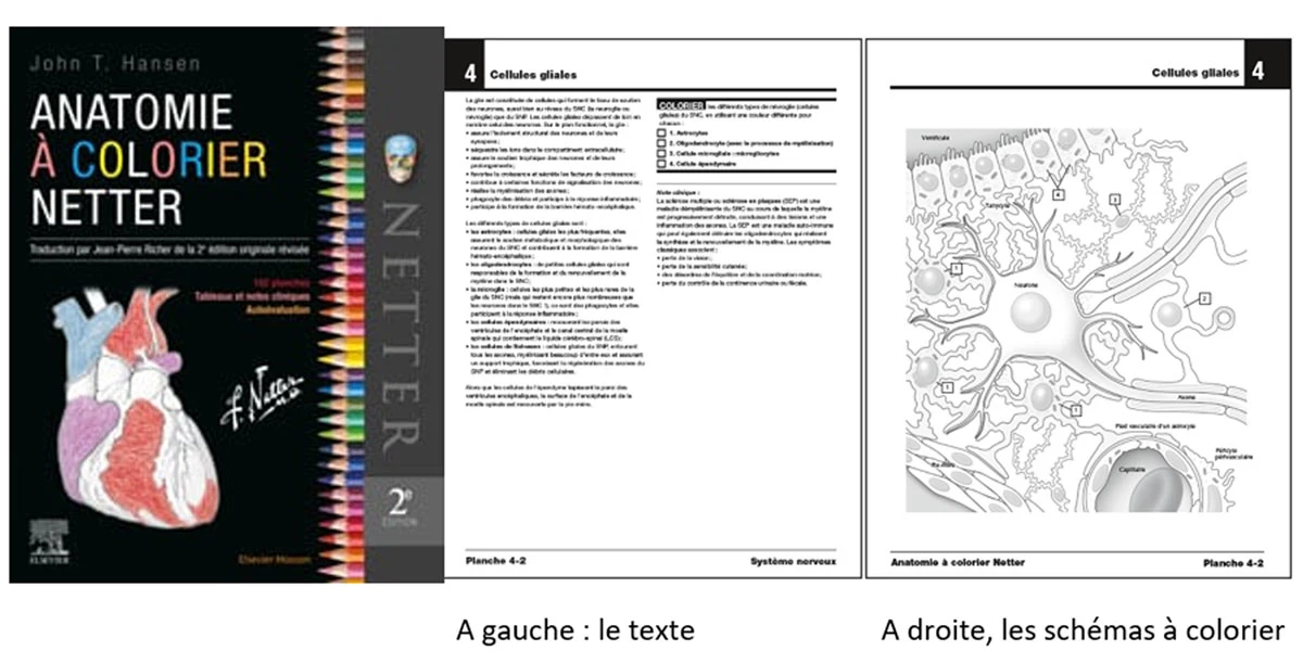 Nouvelle édition d'ANATOMIE A COLORIER