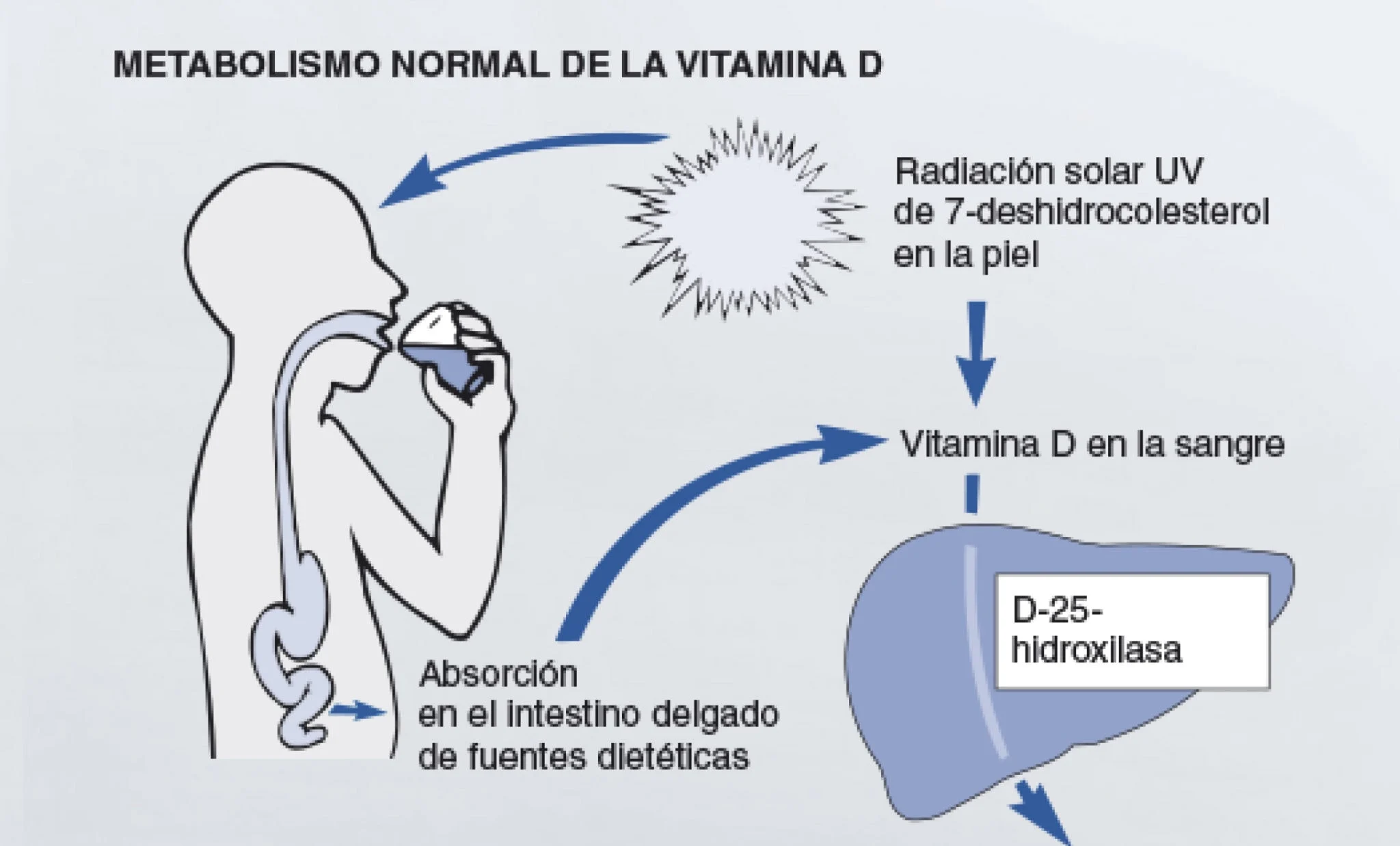Infografia Vitamina principal