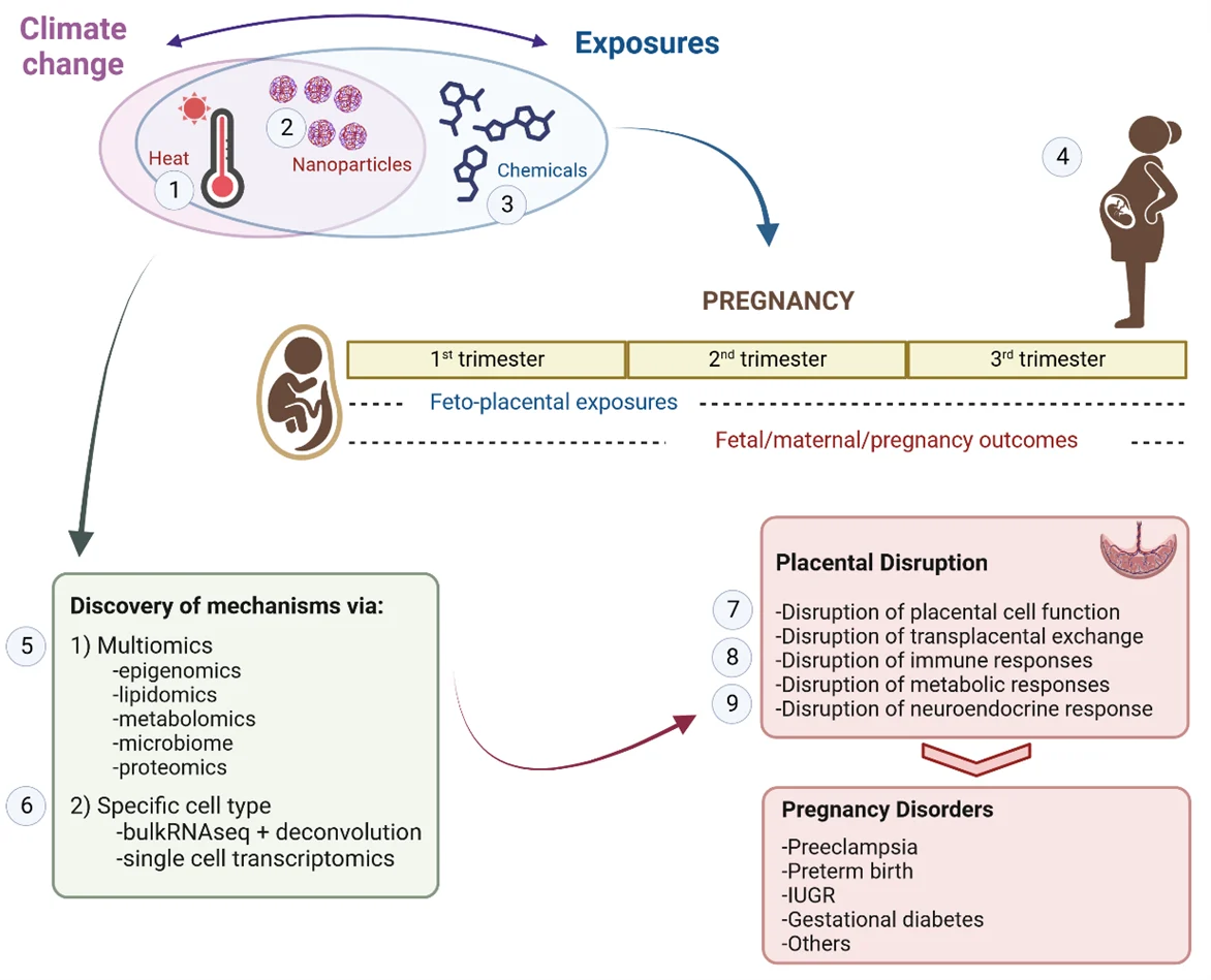 Evolutions in our understanding of endocrine disrupting chemicals ...