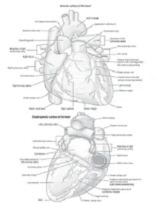 Anterior Surface of the Heart, Gray’s Anatomy for Students 4th Edition