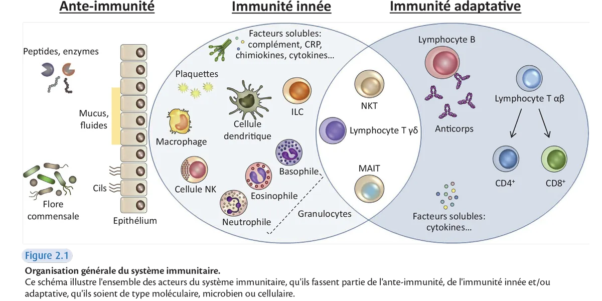 DFGSM 2 3 Immunologie fondamentale et immunopathologie