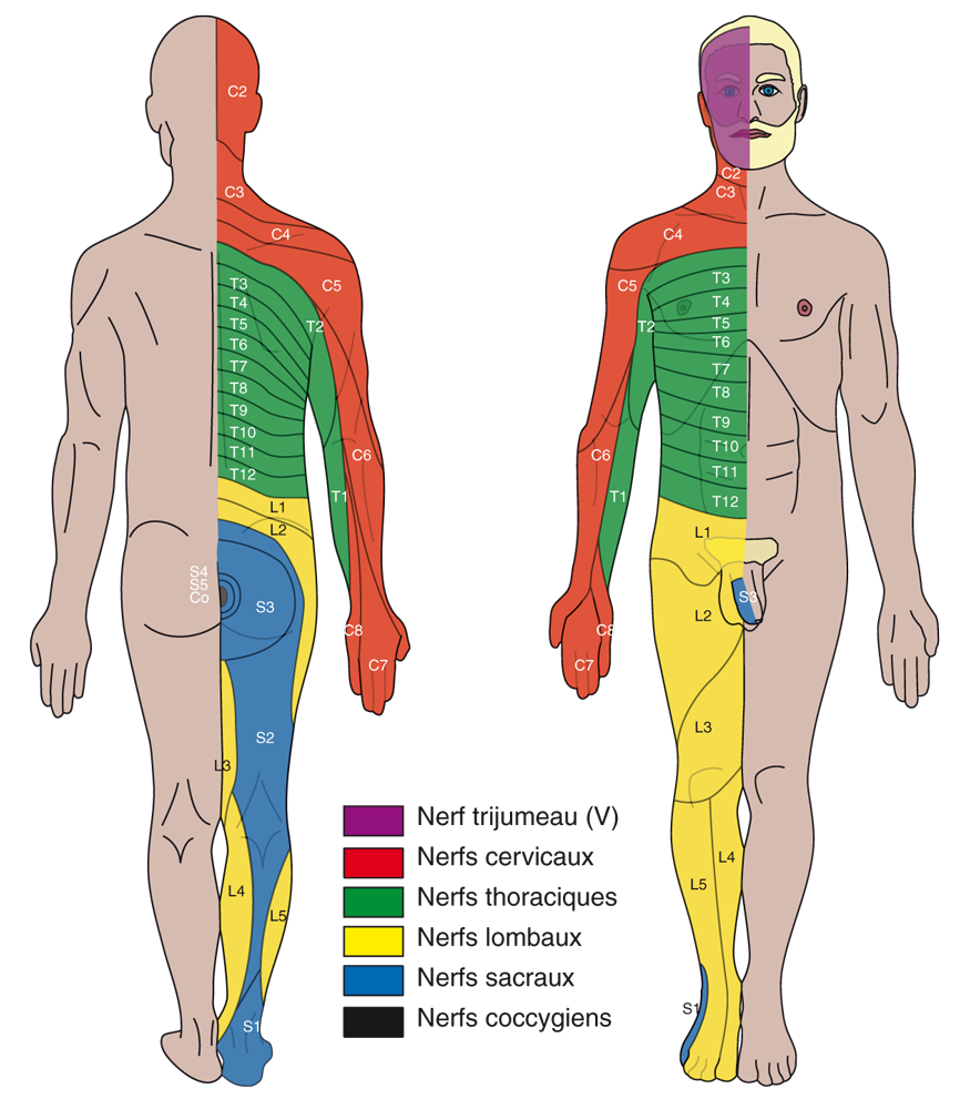 Les 17 muscles de l'épaule - Anatomie et mouvements