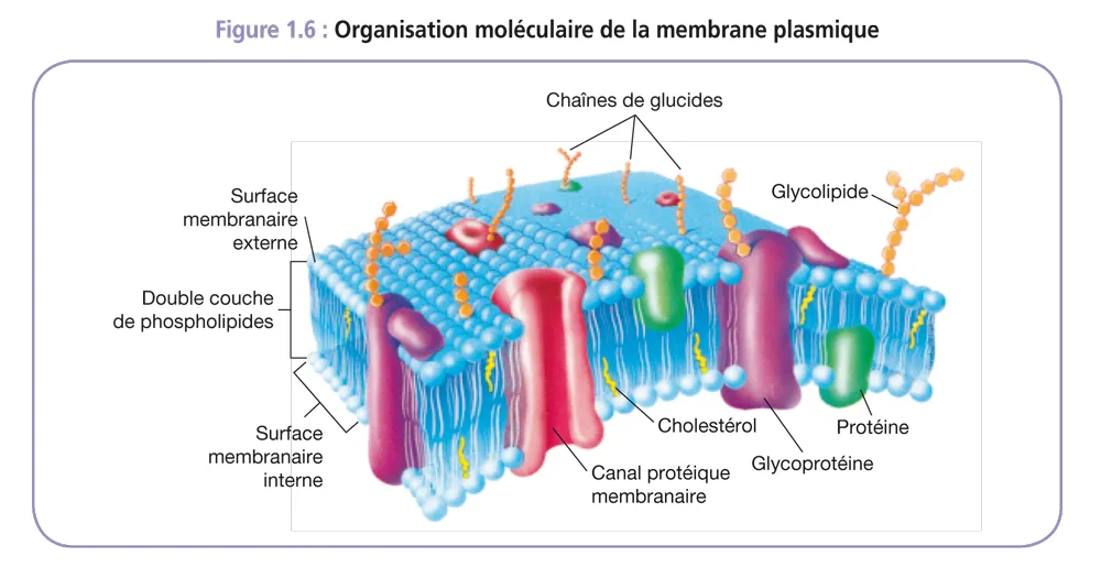 Organisation et fonctionnement de letre humain 9