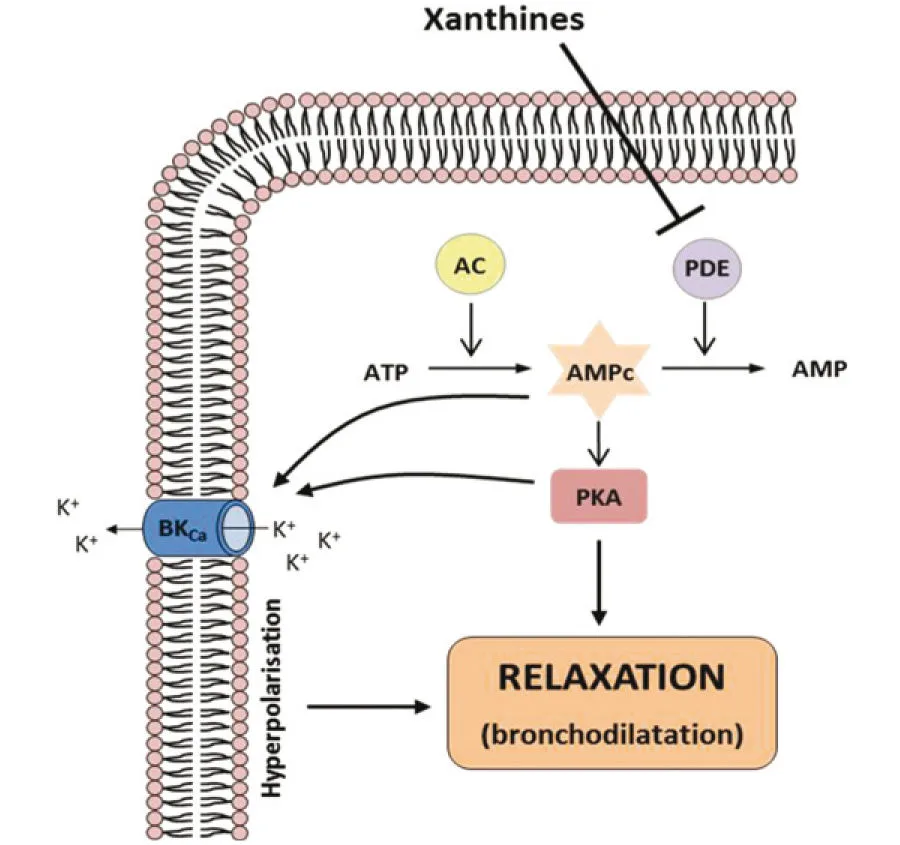 Figure 21.1. Mécanisme d'action des xanthines.