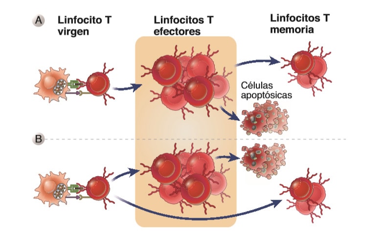 Desarrollo Y Propiedades De Los Linfocitos T Memoria