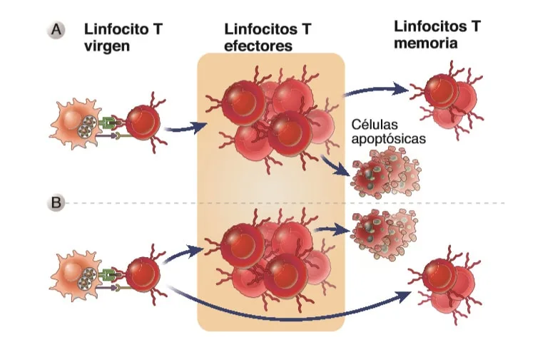 Desarrollo y propiedades de los linfocitos T memoria