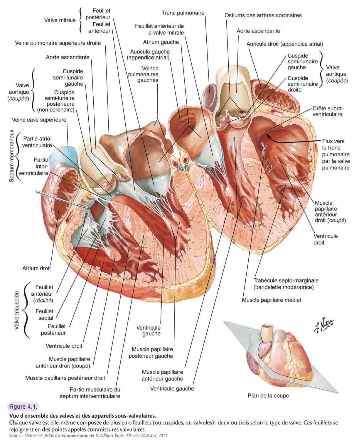 DFGSM 2-3 : système cardio-vasculaire