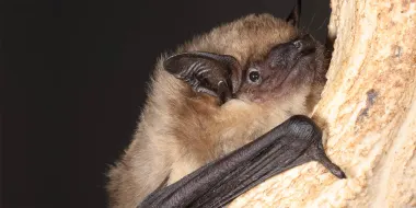 The serotine bat’s penis is seven times longer than the female bat’s vagina, making penetration impossible. (Photo by Alona Shulenko)