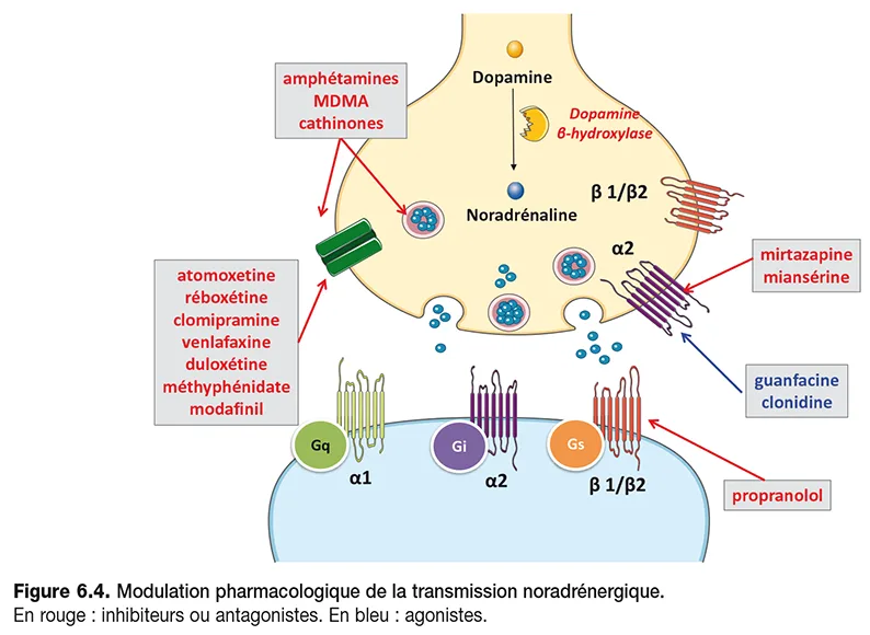 Figure 6.4: Modulation pharmacologique de la transmission noradrénergique
