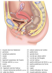 Scrotum : tout savoir sur cette partie de l'organe génital masculin