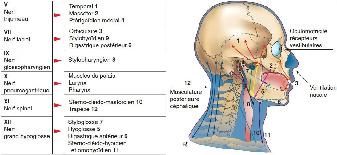 Interdépendance entre os hyoïde, langue, mandibule et posture céphalique.