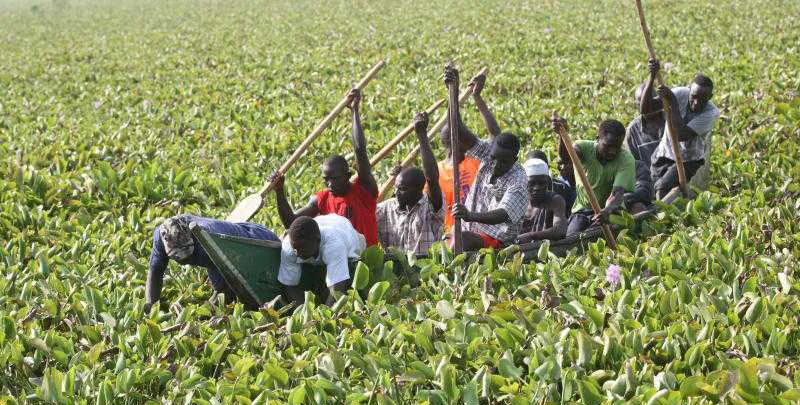 people from Kenya going through a river filled with water hyacinth