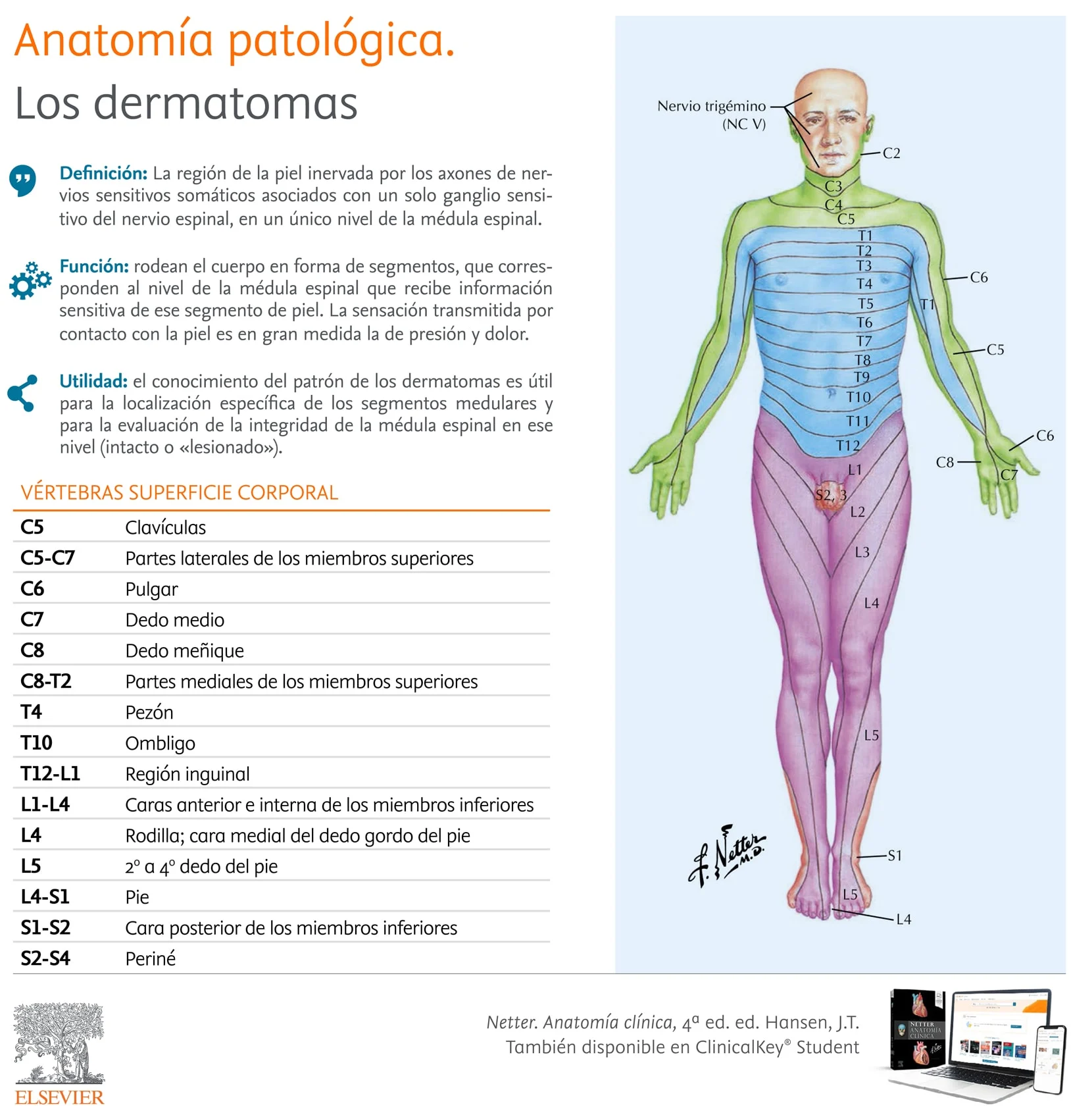 Infografia Anatomia Dermatomas