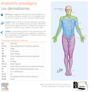 Variabilidad En Los Mapas De Dermatomas Una Revisi n Narrativa VJIPHE Variabilidad En Los Mapas De Dermatomas Una Revisi n Narrativa VJIPHE