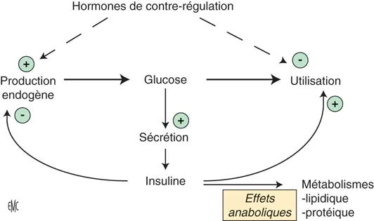 Figure 1. Base physiologique - la régulation glycémique.
