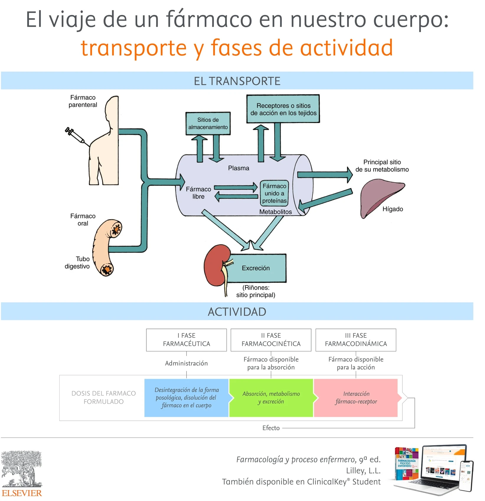 InfografiaEl viaje farmaco nuestro cuerpo