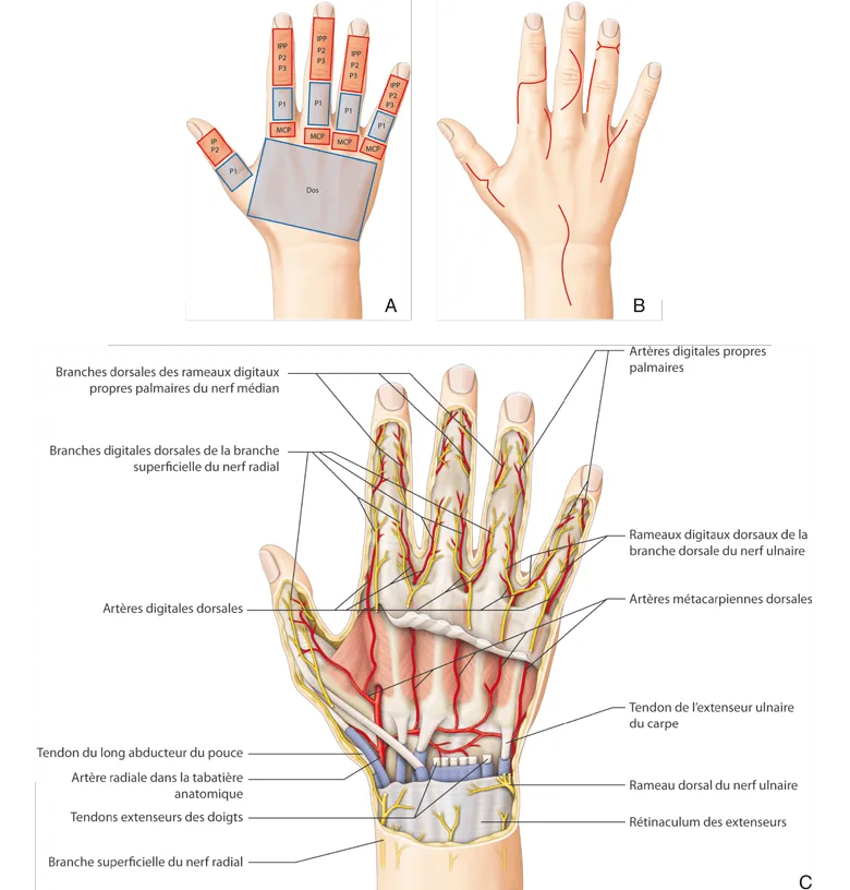 Anatomie de la face dorsale de la main.