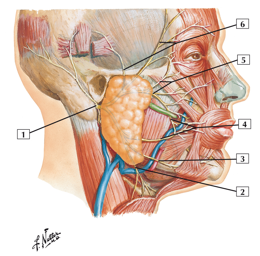 Nerf facial : anatomie, pathologies, traitements