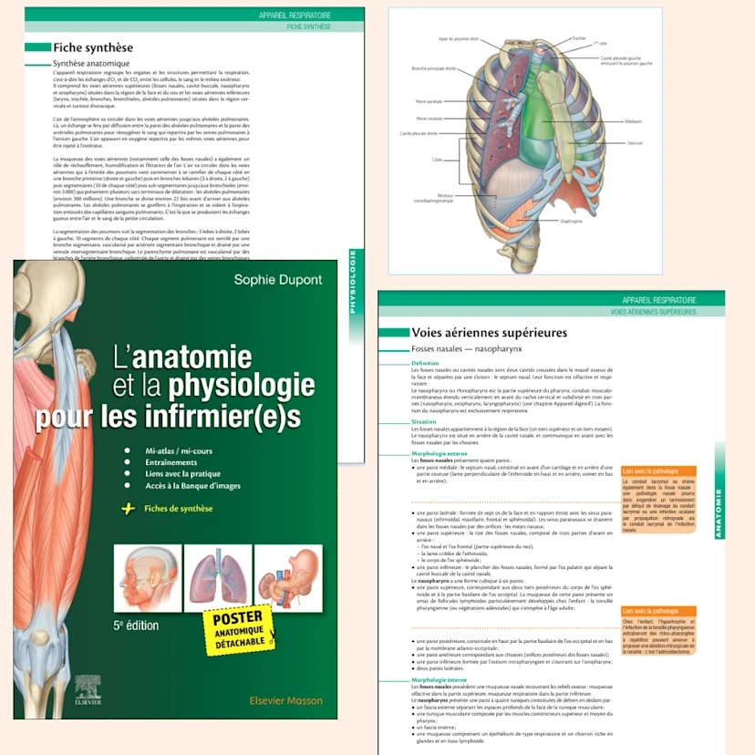 Acquérir les bases indispensables et réviser l’anatomie et la ...