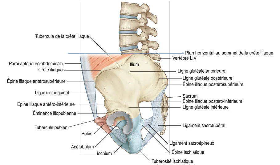 Face externe de l’os coxal gauche. Vue de profil.