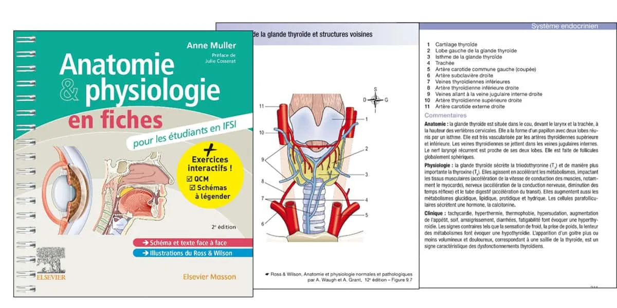 Banner - Anatomie et physiologie en fiches Pour les étudiants en IFSI