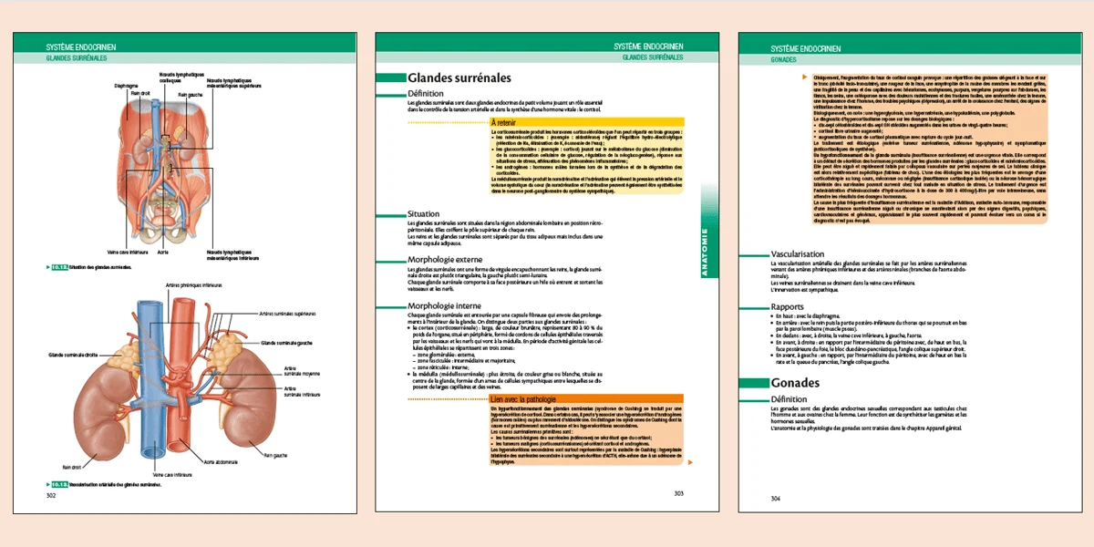 Anatomie et physionomie pour les infirmiers