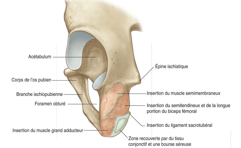 Tubérosité ischiatique gauche. Vue postérolatérale.