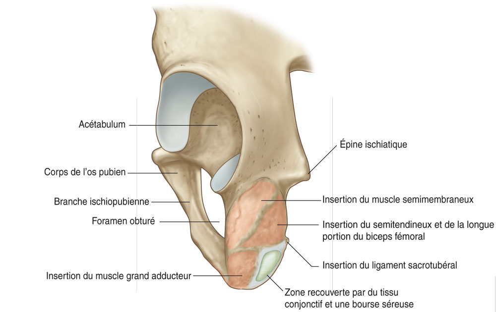 épine iliaque antéro inférieure