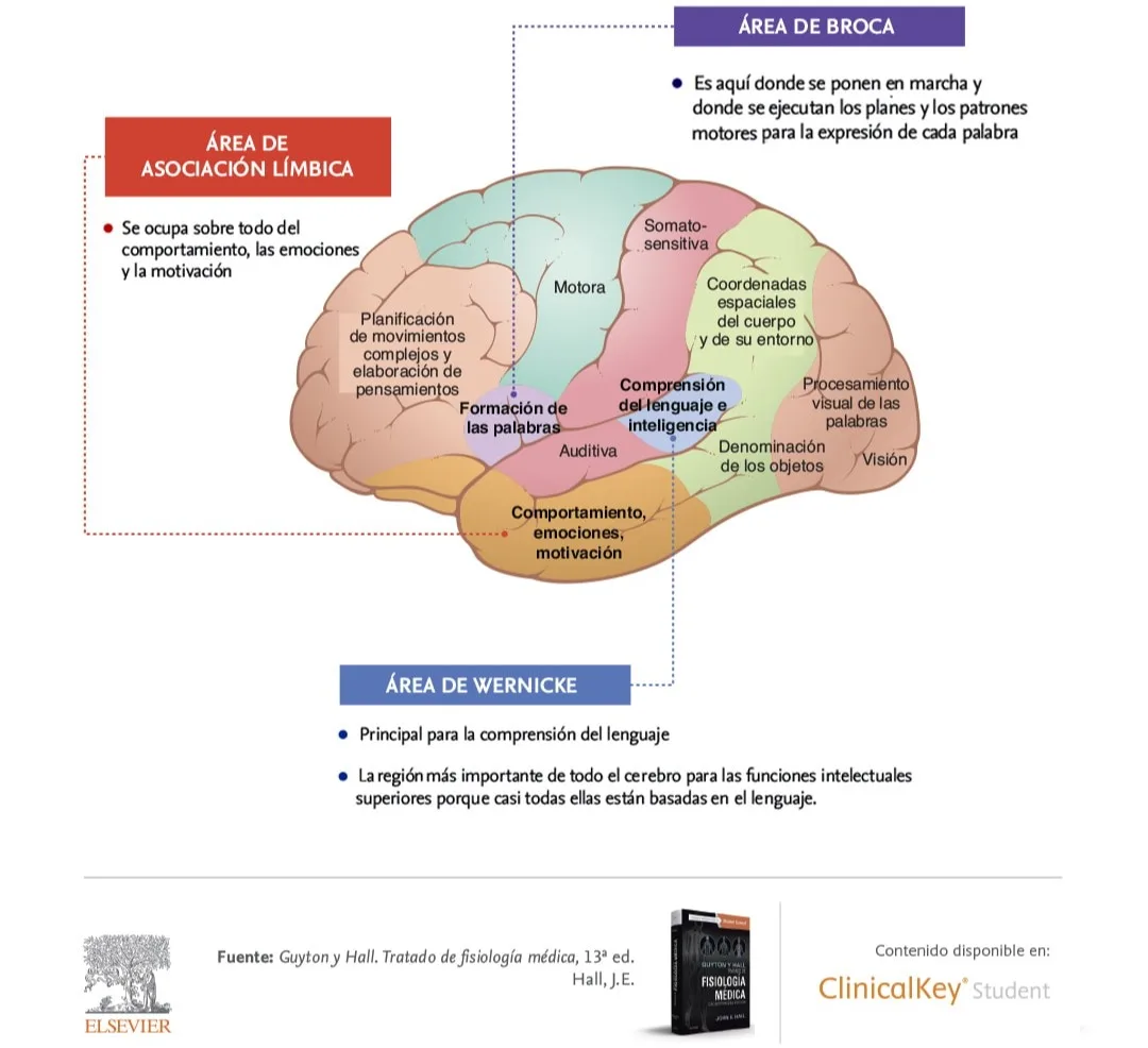 Funciones de la corteza cerebral