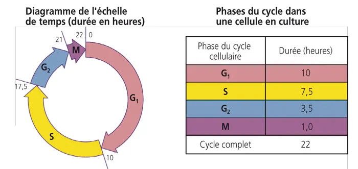 Phases du cycle cellulaire IFSI