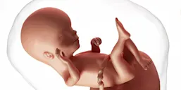 Uso de Antimicrobianos Embarazo Principal