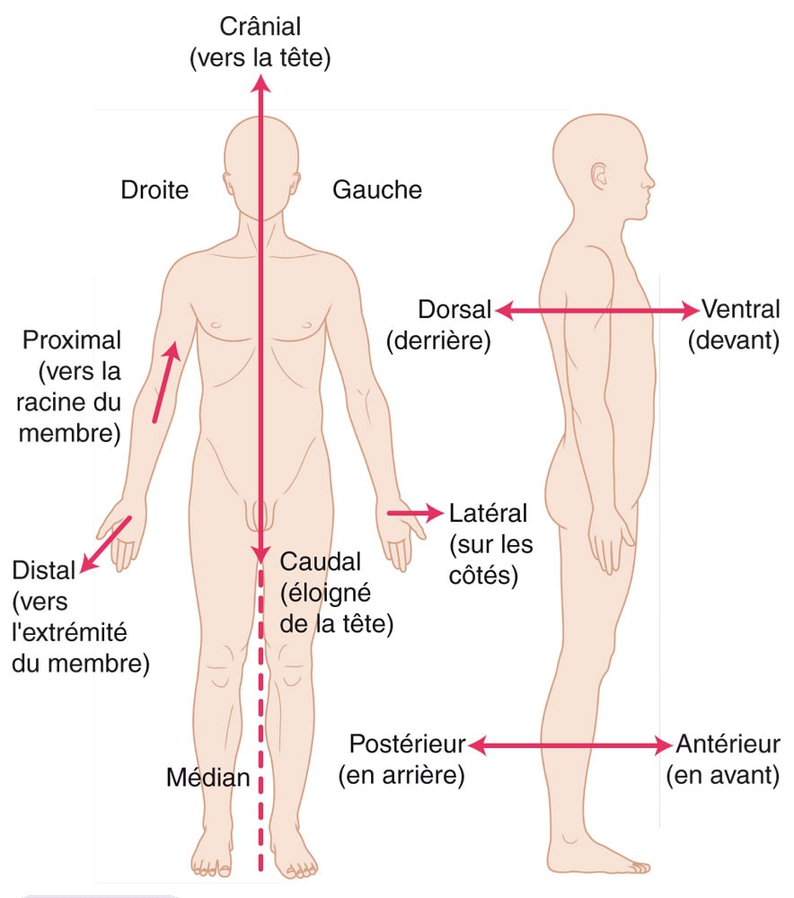 Anatomie