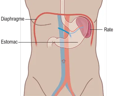 La position du la rate dans l’abdomen.