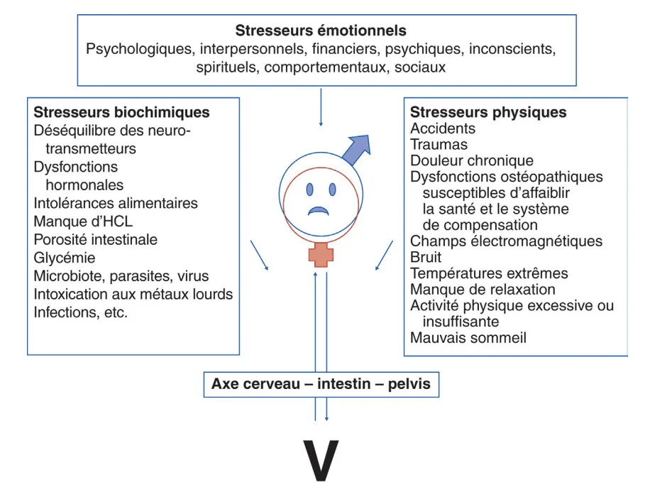  Différents types de stresseurs affectant l’axe cerveau – intestin – pelvis