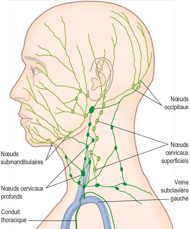 Figure 6.5 Certains nœuds lymphatiques de la face et du cou.