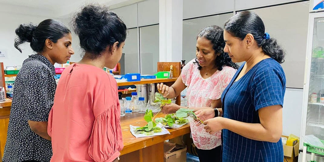 Prof Renuka Attanayake shows diseased strawberry plant samples to her research team. Recently, growers started sending them disease samples for diagnosis in their laboratory.