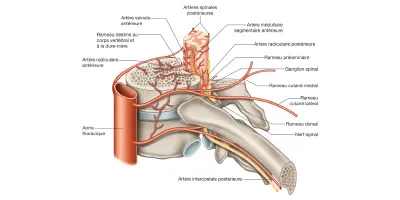 Figure 8.1 Vascularisation artérielle vertébrale.
