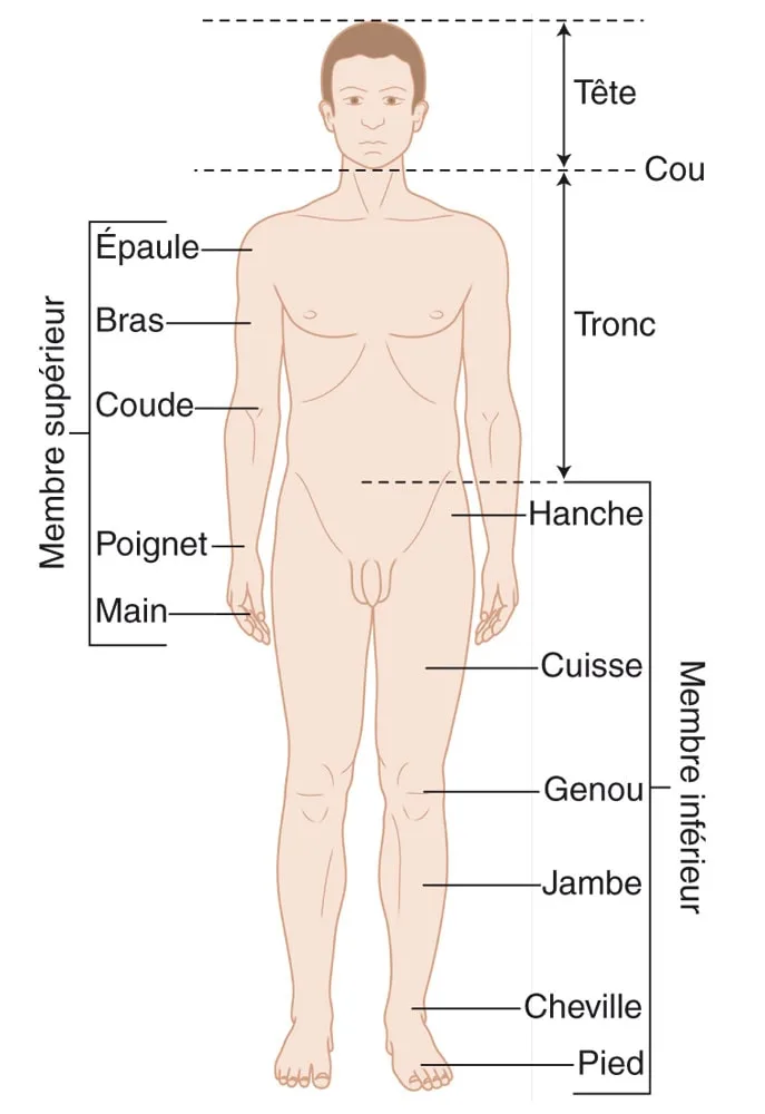 Généralités en anatomie pour les STAPS
