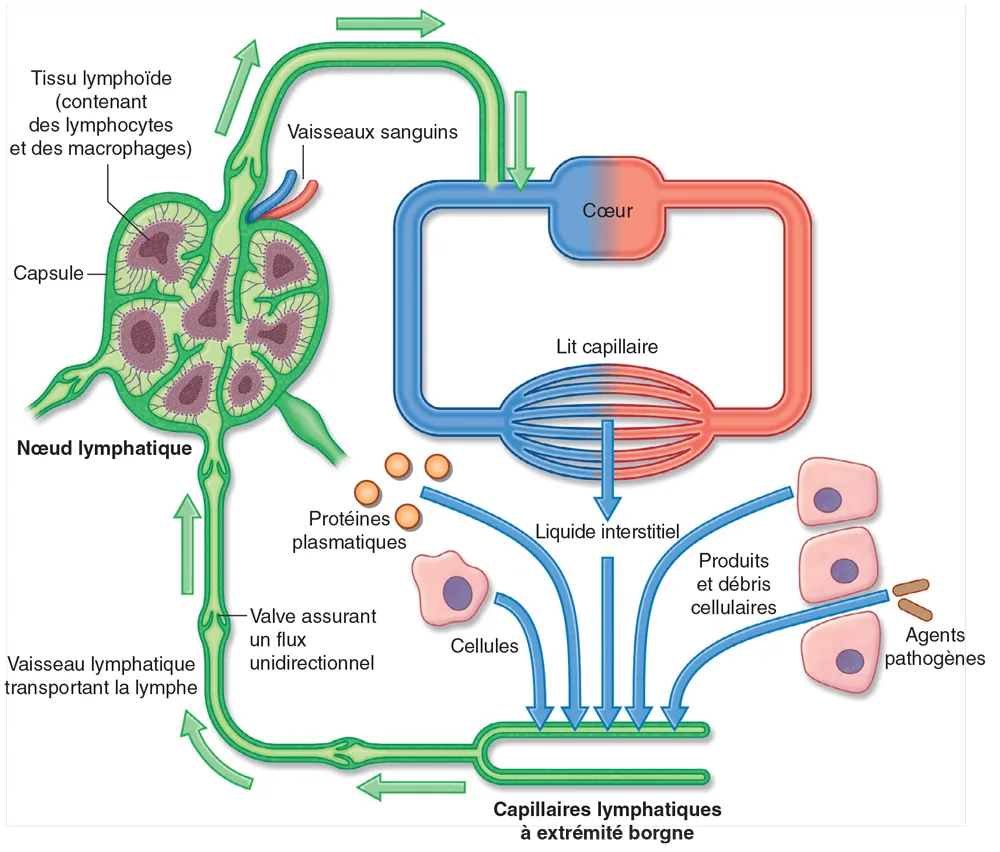 La relation entre les systèmes lymphatique et circulatoire, montrant la formation de la lymphe