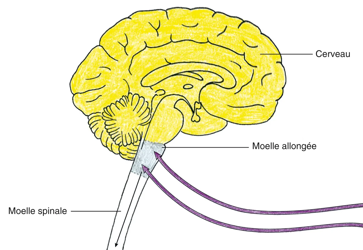 Spinale Apprendre l'anatomie et la physiologie en coloriant