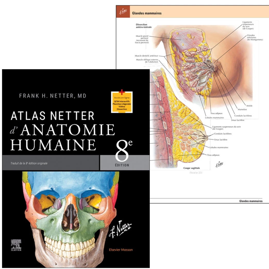 Banner - Atlas Netter d'anatomie humaine